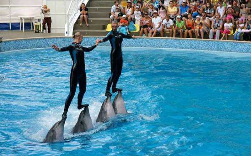 Rostov Dolphinarium